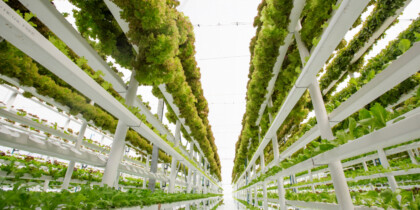  Agricultura vertical: una tendencia con crecimiento sostenido